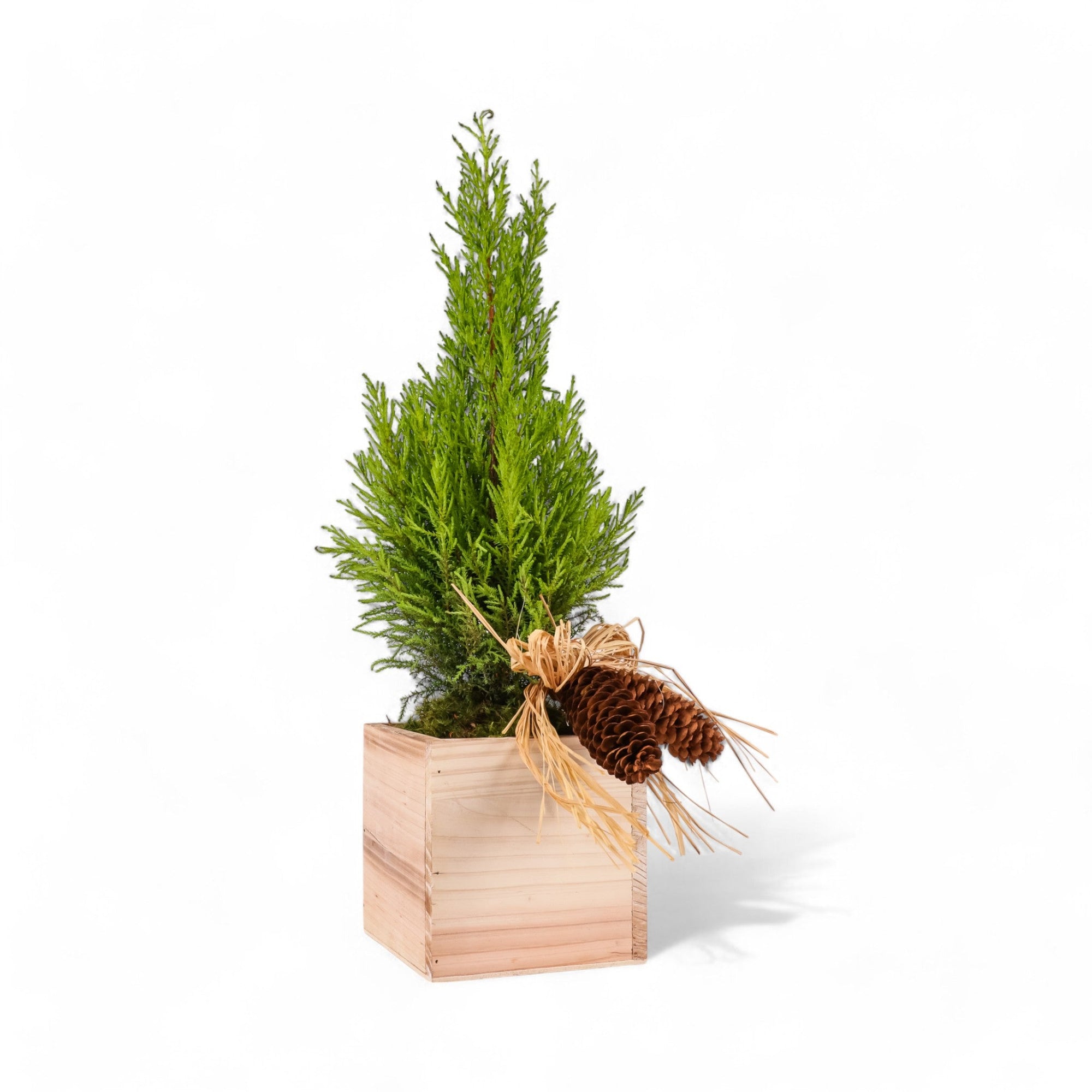 Woodland Lemon Cypress - Green Fresh Florals + Plants