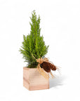 Woodland Lemon Cypress - Green Fresh Florals + Plants