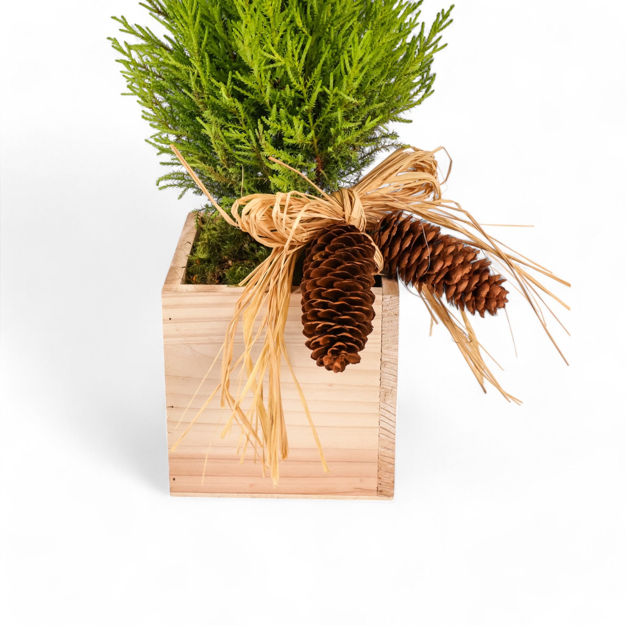 Woodland Lemon Cypress - Green Fresh Florals + Plants