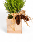 Woodland Lemon Cypress - Green Fresh Florals + Plants