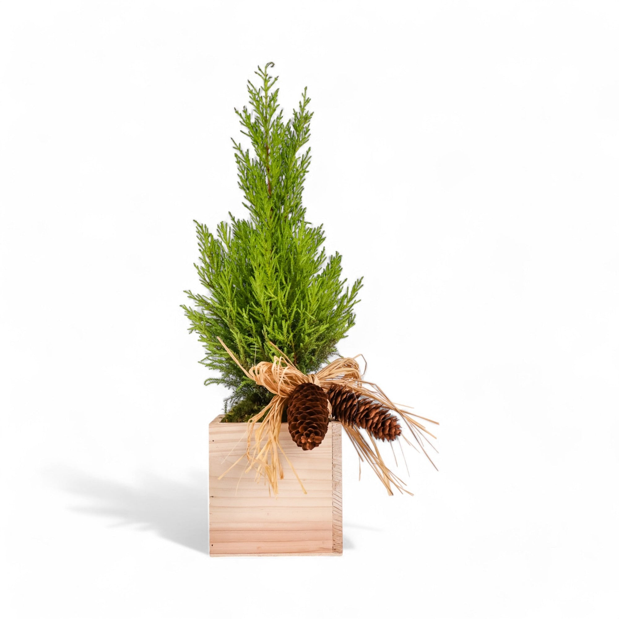 Woodland Lemon Cypress - Green Fresh Florals + Plants