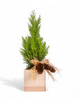 Woodland Lemon Cypress - Green Fresh Florals + Plants