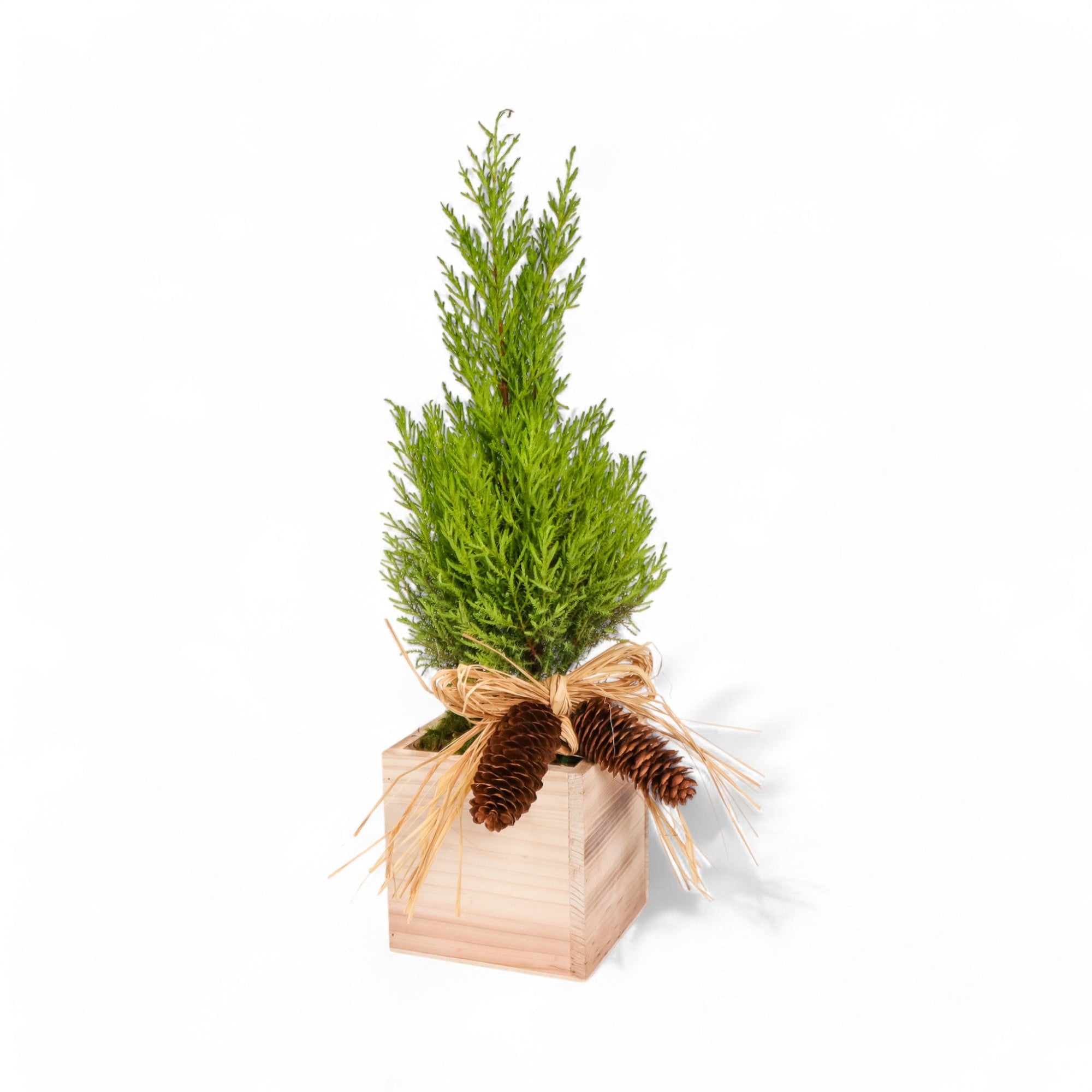 Woodland Lemon Cypress - Green Fresh Florals + Plants