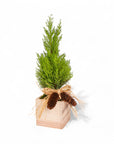 Woodland Lemon Cypress - Green Fresh Florals + Plants