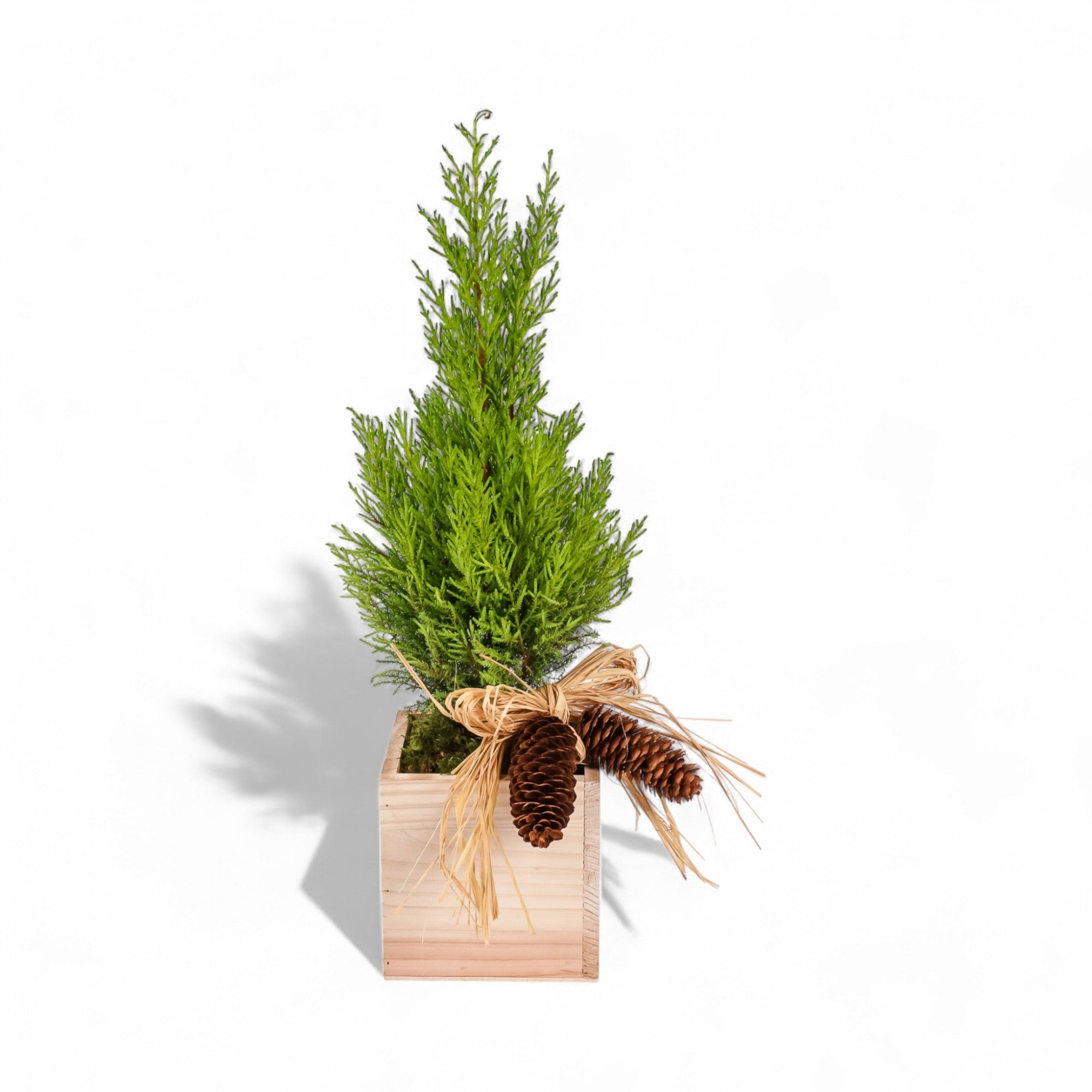 Woodland Lemon Cypress - Green Fresh Florals + Plants