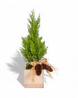 Woodland Lemon Cypress - Green Fresh Florals + Plants