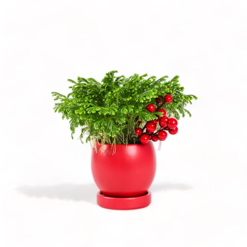 Yuletide Frosty Fern - Green Fresh Florals + Plants