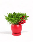 Yuletide Frosty Fern - Green Fresh Florals + Plants