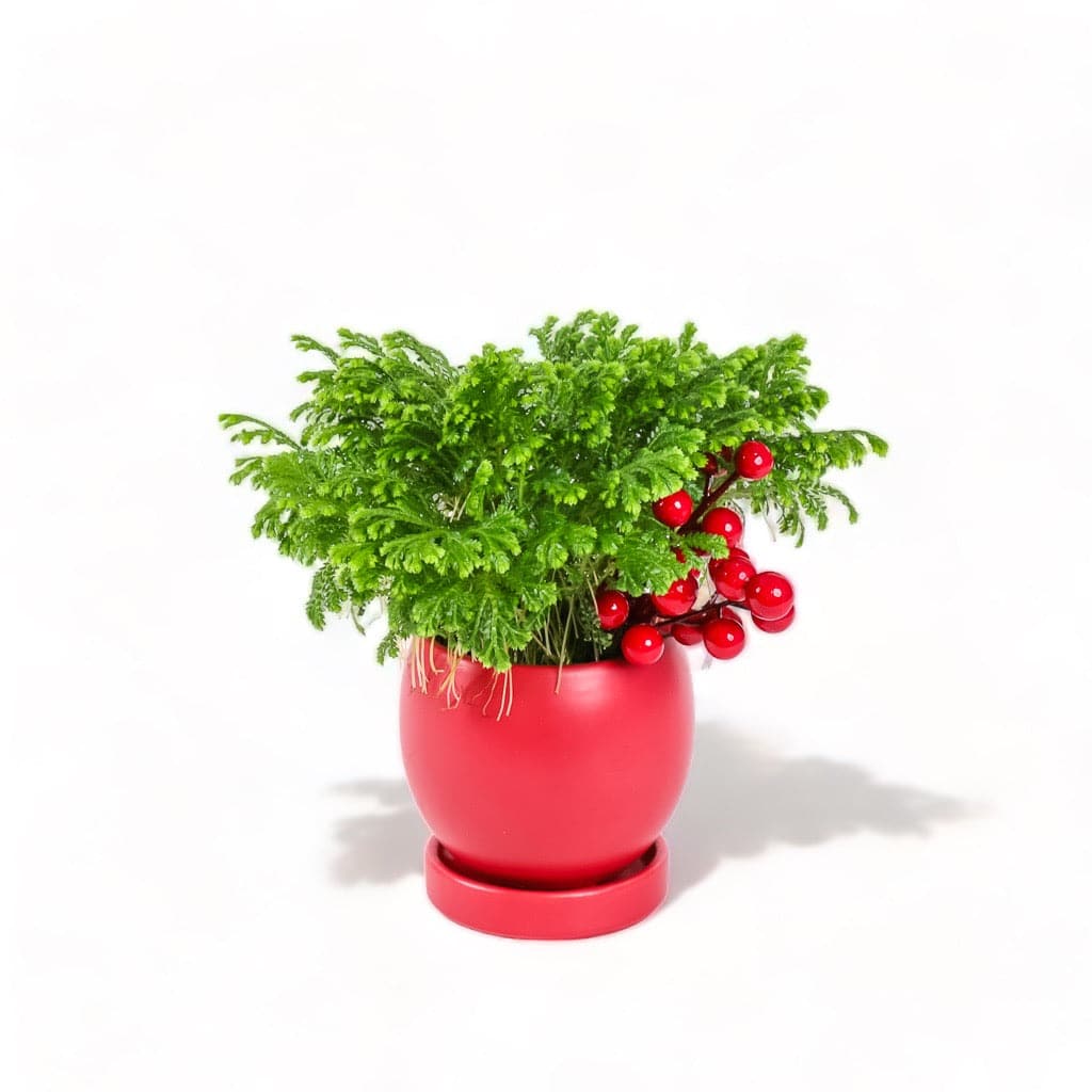 Yuletide Frosty Fern - Green Fresh Florals + Plants