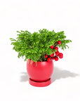 Yuletide Frosty Fern - Green Fresh Florals + Plants