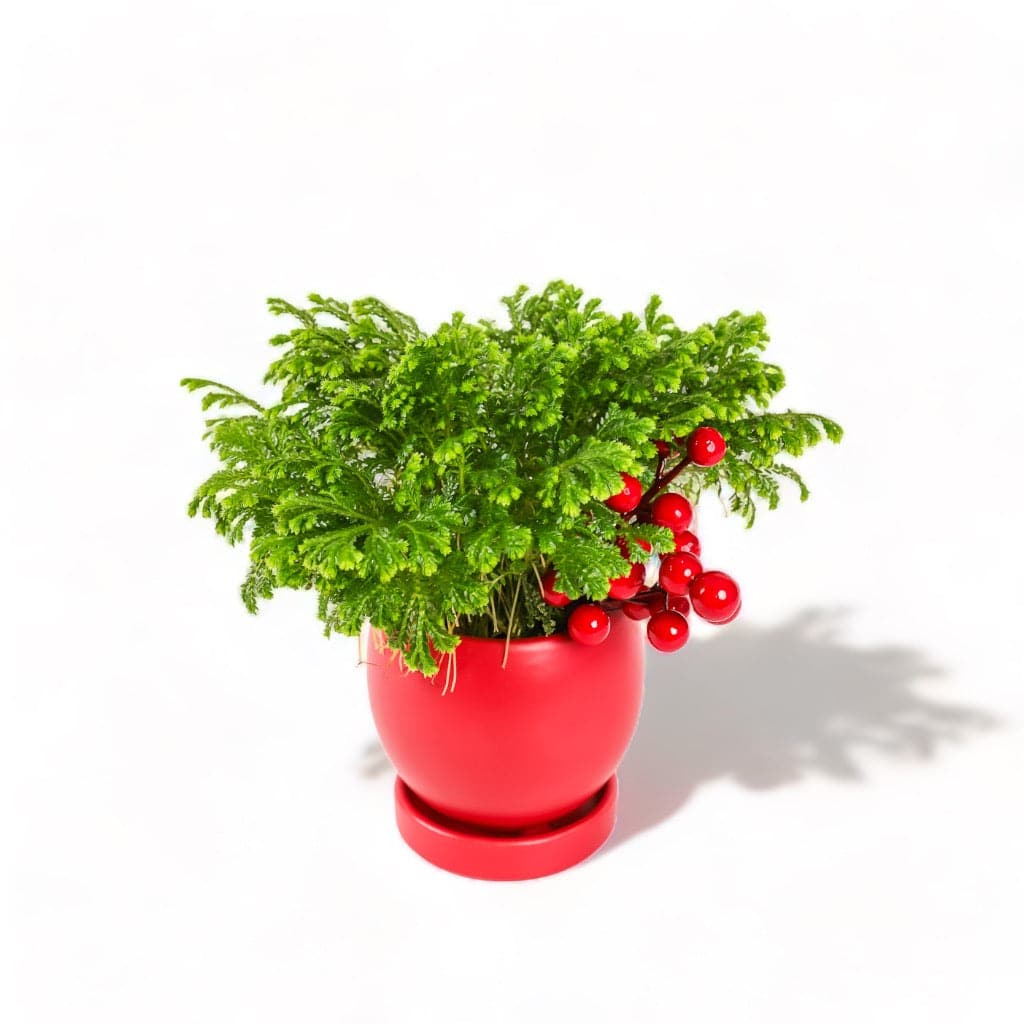 Yuletide Frosty Fern - Green Fresh Florals + Plants