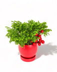 Yuletide Frosty Fern - Green Fresh Florals + Plants