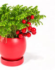 Yuletide Frosty Fern - Green Fresh Florals + Plants