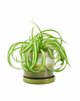 3" Minute Pot II - Green Fresh Florals + Plants