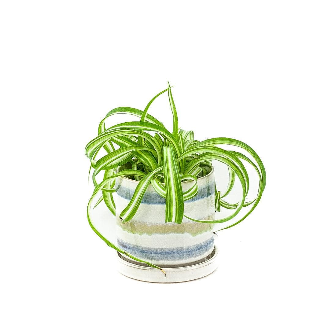 5&quot; Minute Pot - Green Fresh Florals + Plants