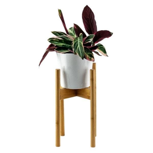 Adjustable Bamboo Plant Stand - Green Fresh Florals + Plants
