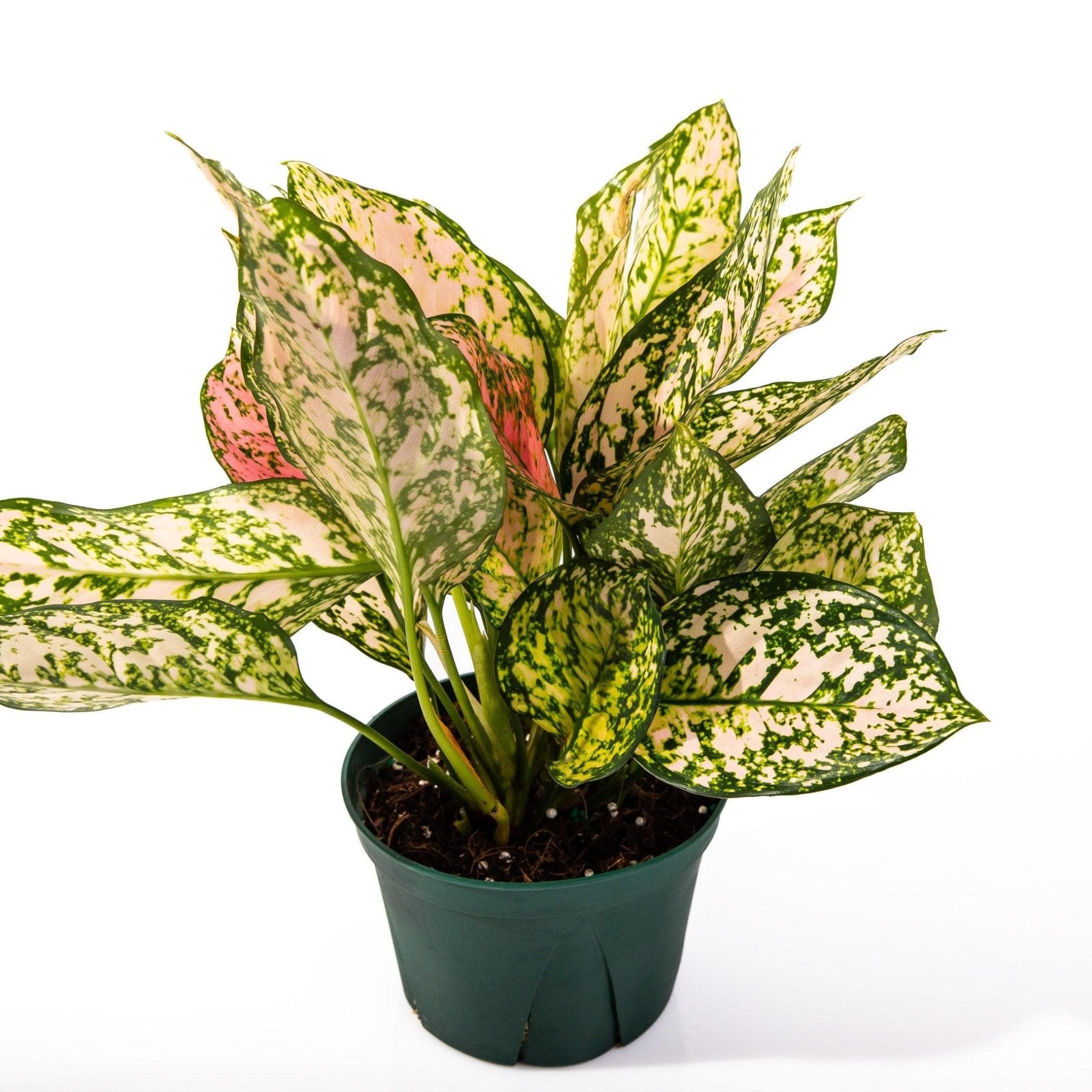 Aglaonema Lady Valentine