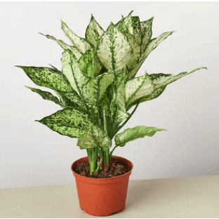 Aglaonema Poison Dart Green Fresh Florals + Plants
