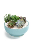 Air Blue Crystal Succulent Garden - Green Fresh Florals + Plants