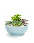 Air Blue Crystal Succulent Garden - Green Fresh Florals + Plants