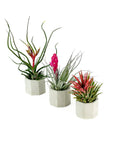 Air Plant Lovers Trio - Green Fresh Florals + Plants