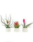 Air Plant Lovers Trio - Green Fresh Florals + Plants