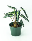 Alocasia African Mask - Green Fresh Florals + Plants
