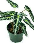 Alocasia African Mask - Green Fresh Florals + Plants