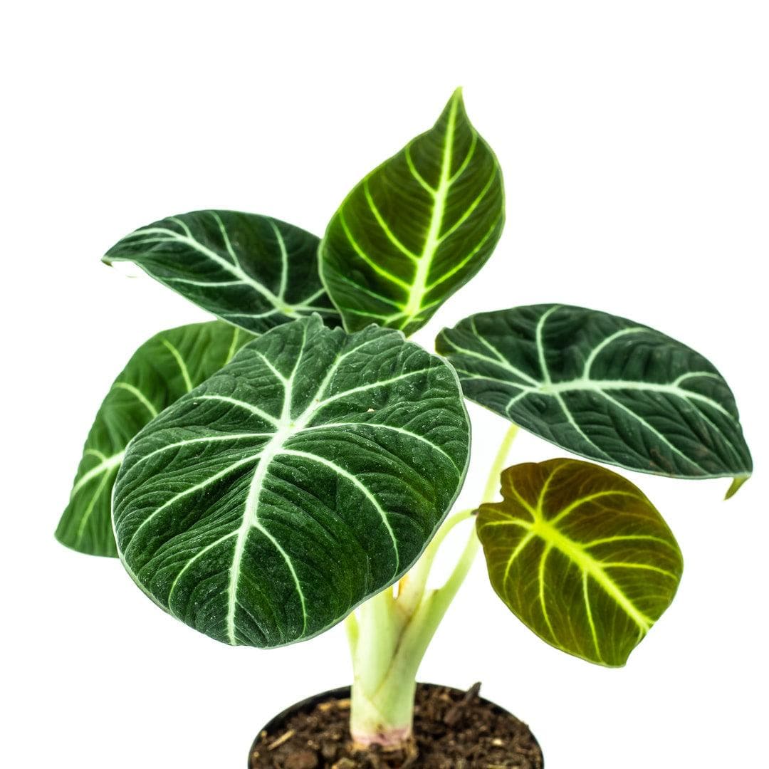 Alocasia Black Velvet - Green Fresh Florals + Plants