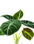 Alocasia Black Velvet - Green Fresh Florals + Plants