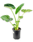 Alocasia Calidora - Green Fresh Florals + Plants