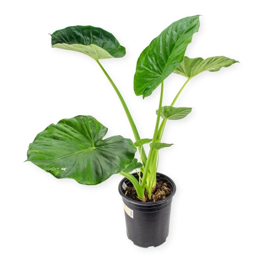 Alocasia Calidora - Green Fresh Florals + Plants