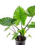 Alocasia Dark Star - Green Fresh Florals + Plants
