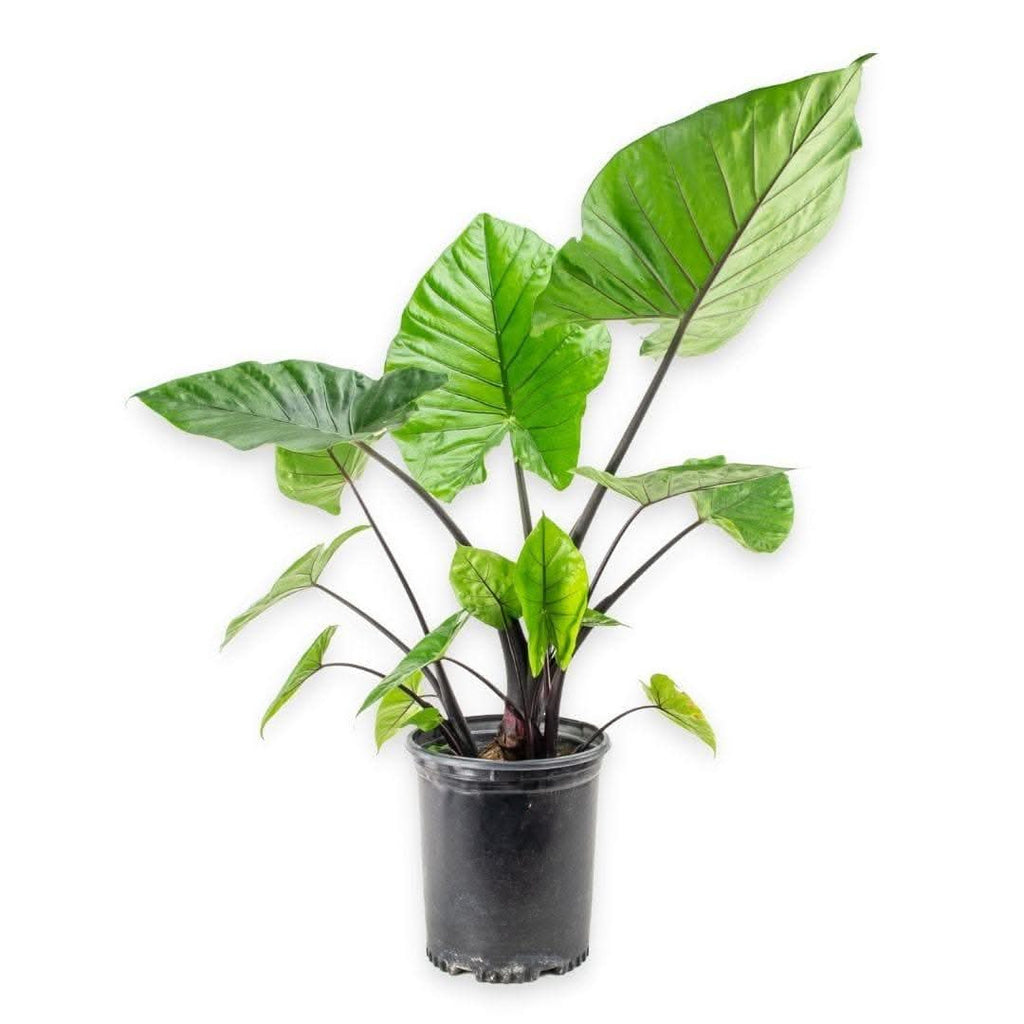 Alocasia Dark Star Plant from Green Fresh Florals + Plants