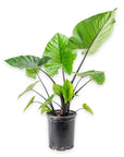 Alocasia Dark Star - Green Fresh Florals + Plants