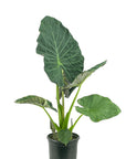 Alocasia Regal Shield - Green Fresh Florals + Plants