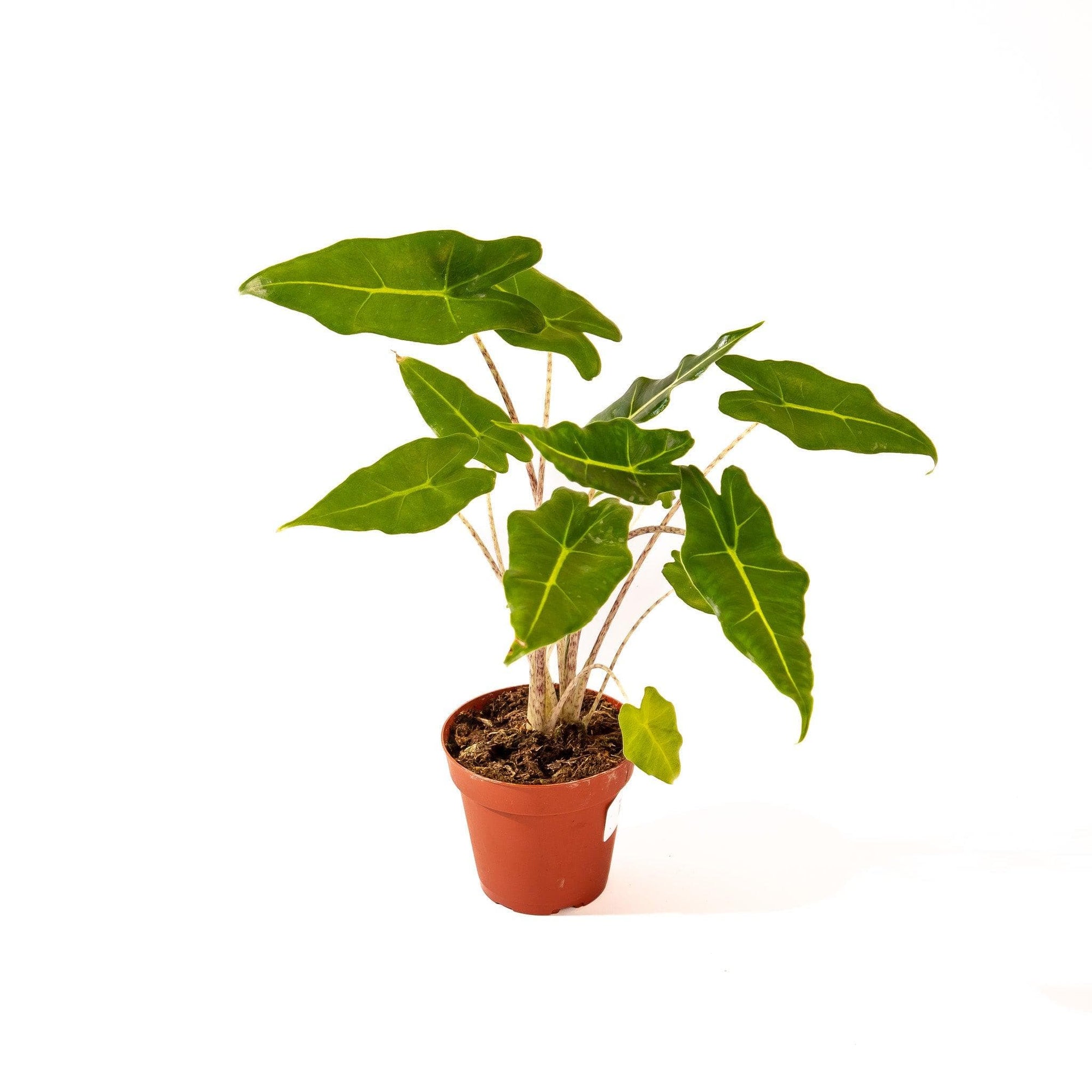 Alocasia Zebrina - Green Fresh Florals + Plants