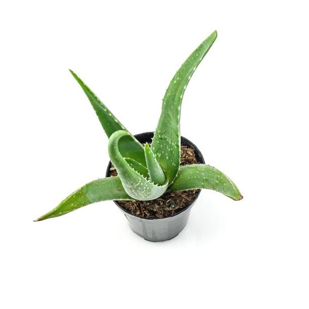 Aloe Vera - Green Fresh Florals + Plants
