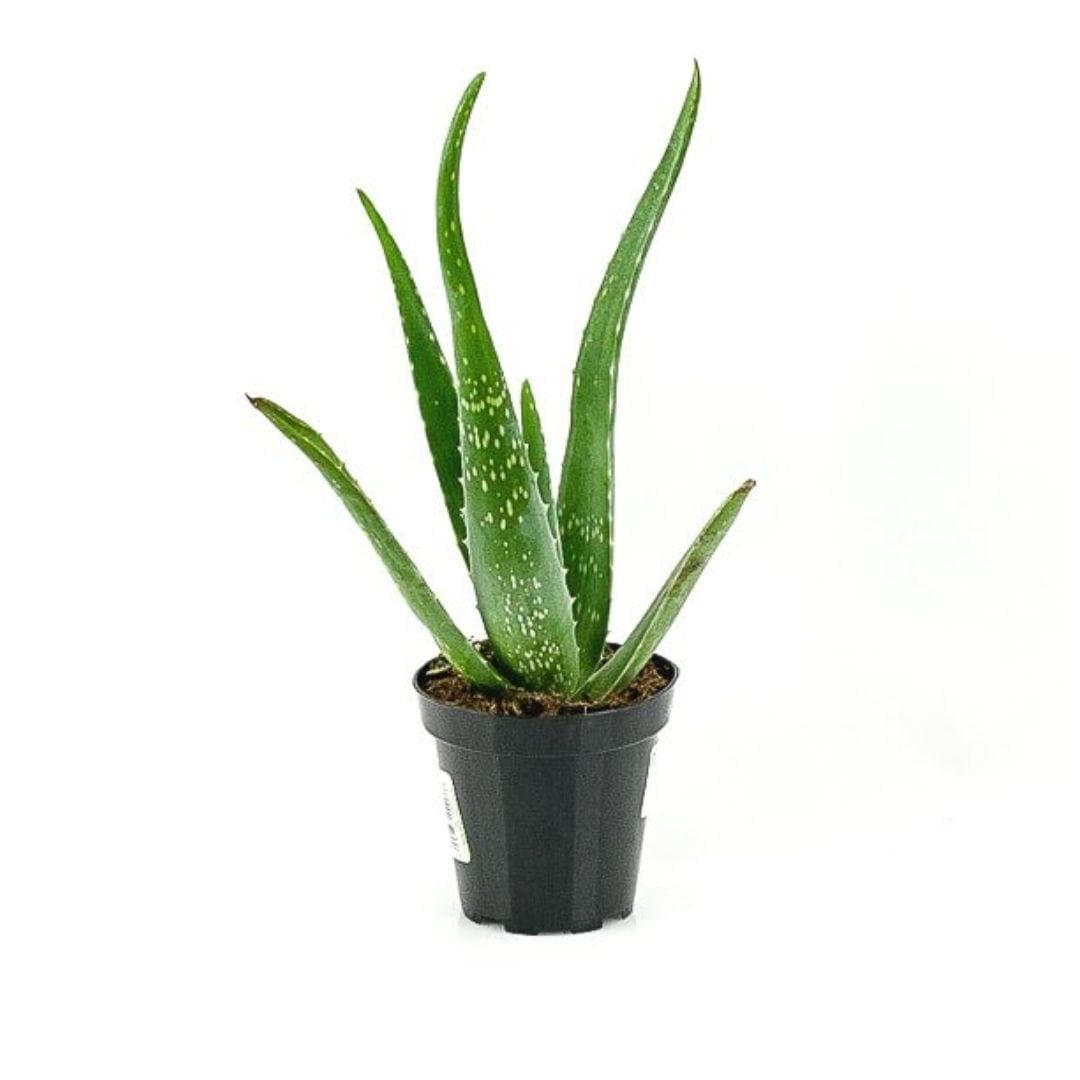 Aloe Vera - Green Fresh Florals + Plants