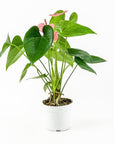 Anthurium Plant - Green Fresh Florals + Plants