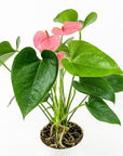 Anthurium Plant - Green Fresh Florals + Plants