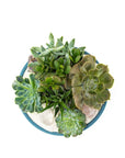 Antique Teal Crystal Succulent Garden - Green Fresh Florals + Plants