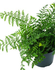 Austral Gem Fern - Green Fresh Florals + Plants