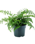 Austral Gem Fern - Green Fresh Florals + Plants