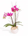 Avant-Garden Mini Orchid Planting - Green Fresh Florals + Plants