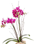 Avant-Garden Mini Orchid Planting - Green Fresh Florals + Plants