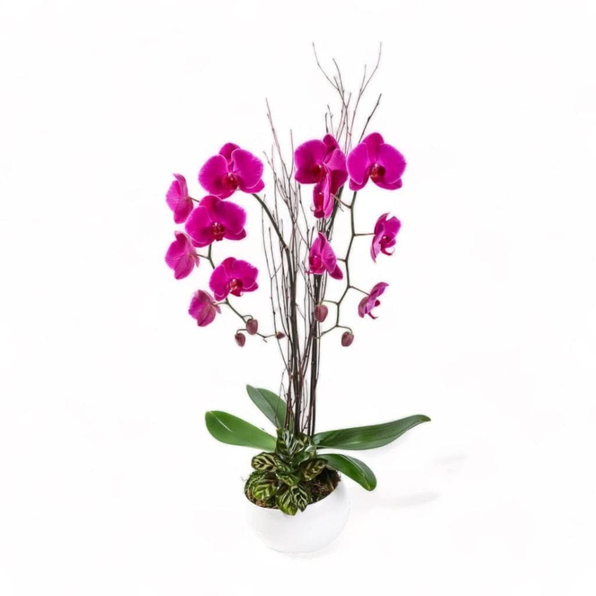 Avant-Garden Orchid Planting - Green Fresh Florals + Plants