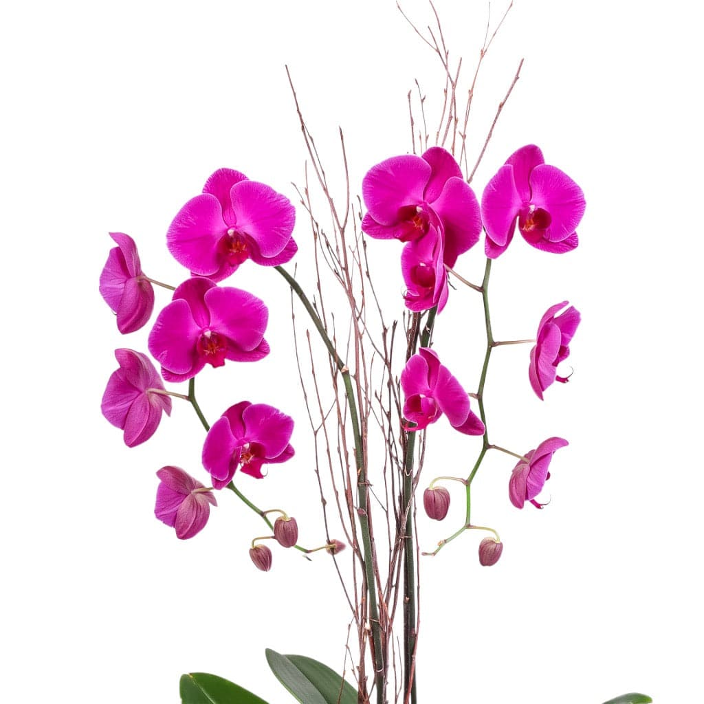 Avant-Garden Orchid Planting - Green Fresh Florals + Plants