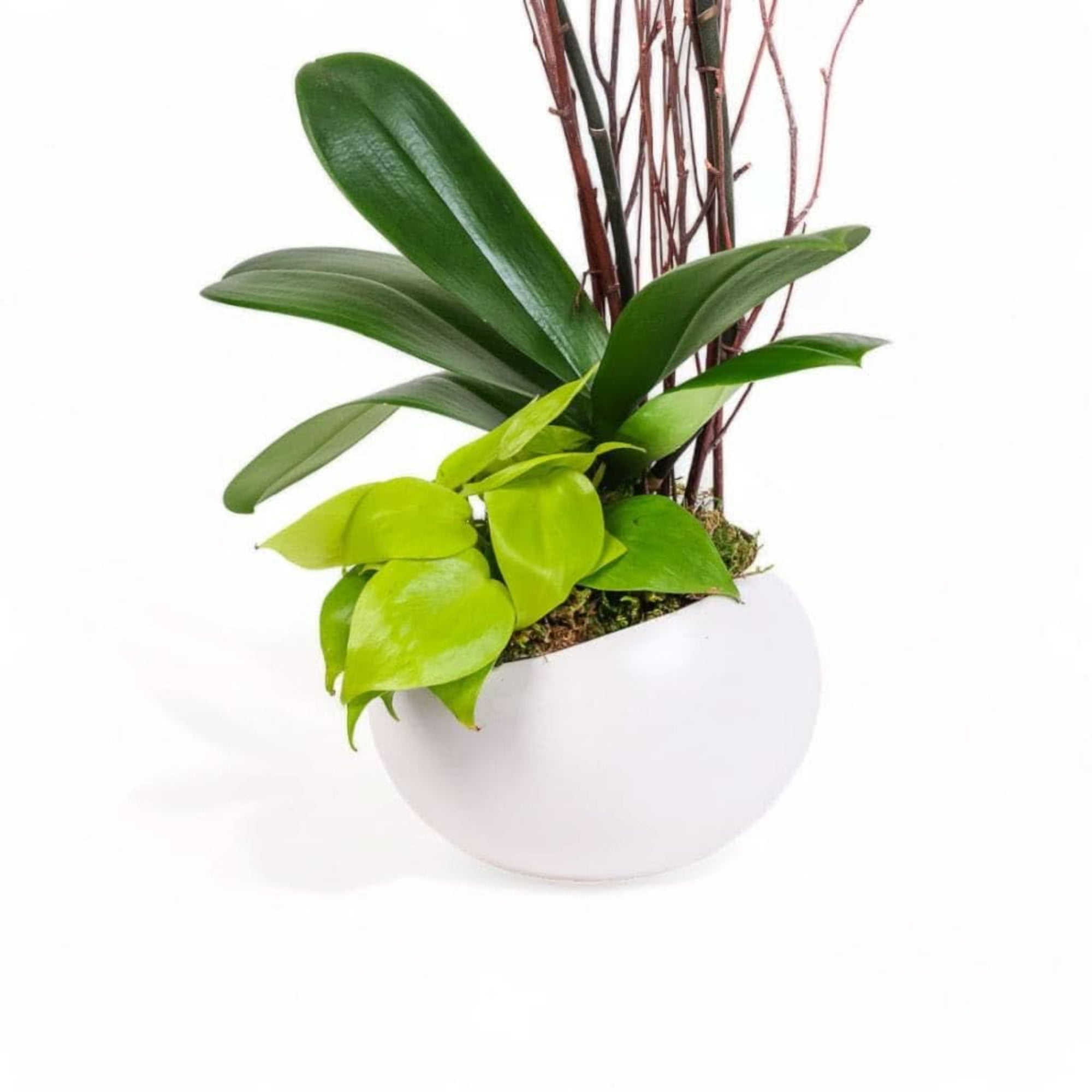 Avant-Garden Orchid Planting - Green Fresh Florals + Plants