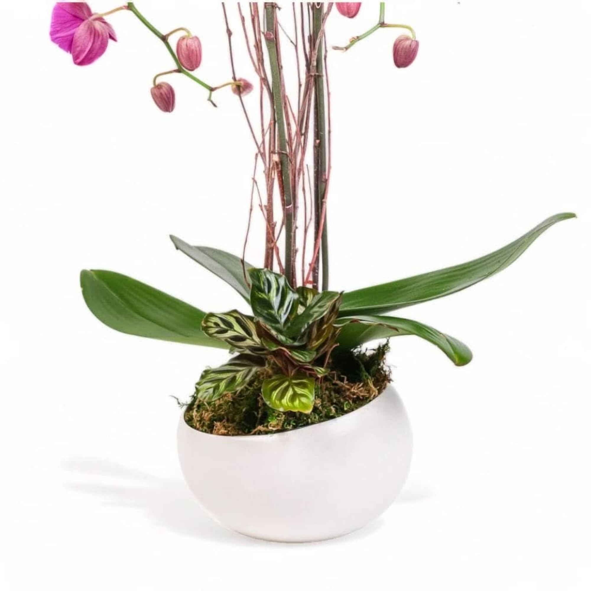 Avant-Garden Orchid Planting - Green Fresh Florals + Plants